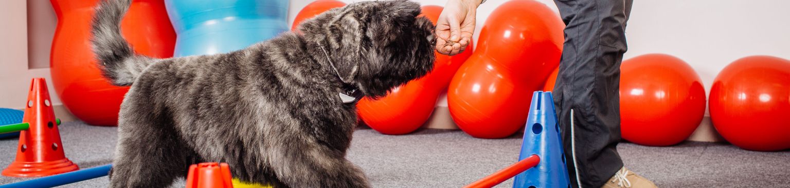 Kutyakiképzés rúddal és jutalomfalatokkal Kutya, Canidae, Kutyafajta, Bouvier des flandres, Cairn terrier, Terrier, Terrier, Sportoló csoport, Kutyasport, Társas kutya, Kutyakiképzés póznával és ólommal