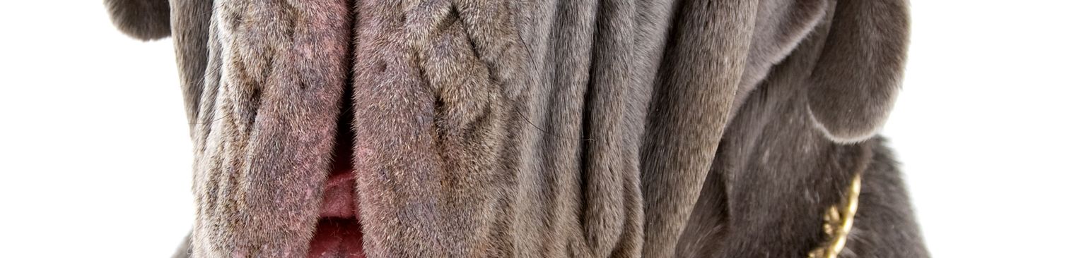 nápolyi masztiff kutya, gerinces, kutyafajta, nápolyi masztiff, canidae, emlős, óriás kutyafajta, húsevő, angol masztiff, szájkosár, csúnya kutya sok ránccal az arcon és krónikus szemgyulladással
