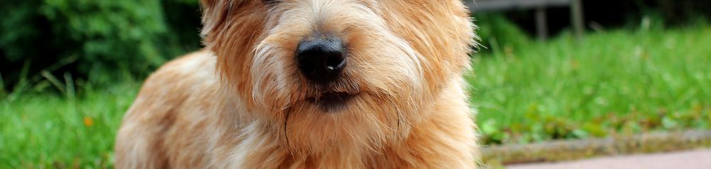 Norfolk terrier kutya barna barna kis kutya durva szőrrel, drótszőrű kutya, Norfolk Terrier, kis barna kutya billenő fülekkel egy réten a kertben, kutya