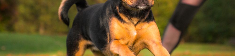Mopsz kutya futás Kutya, amely egy dizájner kutya és MIschling a Beagle és a mopszból