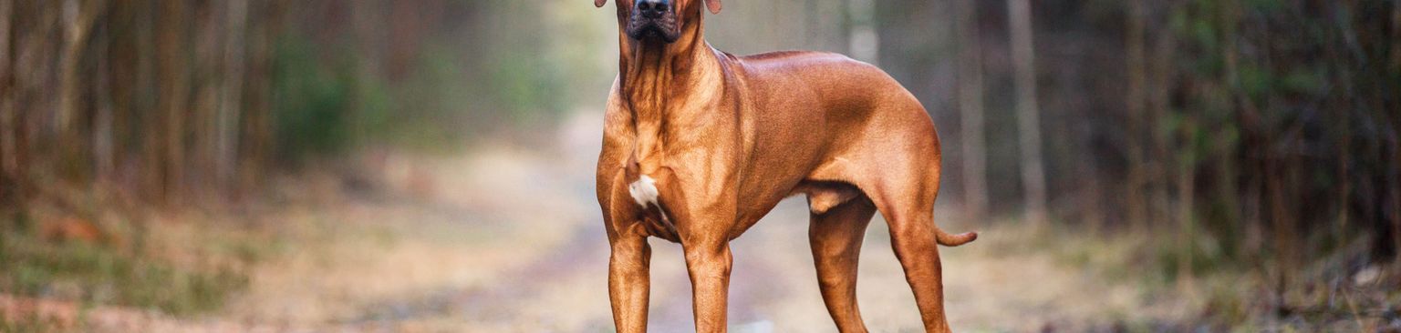 Kutya, emlős, gerinces, Canidae, kutyafajta, Rhodesian Ridgeback kan, húsevő, barna nagy kutya lógó fülekkel, Svájcban jegyzett kutya