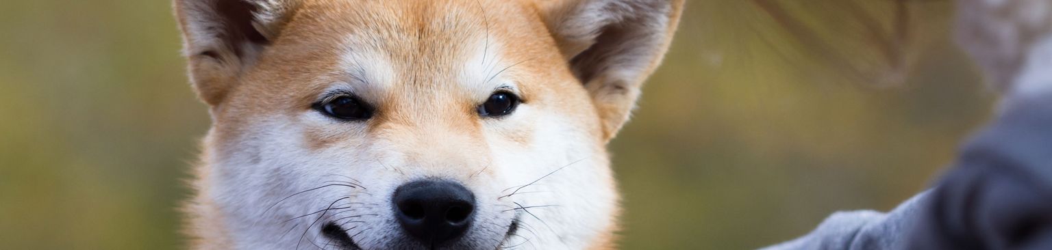 Shiba Inu nevet Kutya, emlős, gerinces, kutyafajta, Canidae, Shiba, ragadozó, Akita ital, kánaáni kutya, Shiba Inu nevet a kamerába piros pórázzal, piros-fehér kutya, amely térdig ér és szúrós fülekkel rendelkezik, rókához hasonló kutya