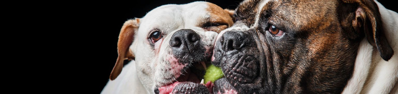 Két amerikai bully rágja a teniszlabdát Kutya, emlős, gerinces, kutyafajta, Canidae, bulldog, húsevő, öreg angol bulldog, boxer, Két amerikai bully rágja a teniszlabdát fekete háttérrel szemben