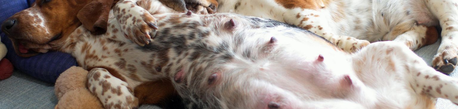 terhes vadászat kutyus hím az ágyban Kutya, Emlős, Gerinces, Canidae, Kutya fajta, húsevő, sportoló csoport, Welsh Springer spániel, Társas kutya, Francia spániel, Beagle-hez hasonló vadászkutya Terhesen fekszik az ágyban, Terhes kutya a tejjel, Kutya anya, Kutya apa