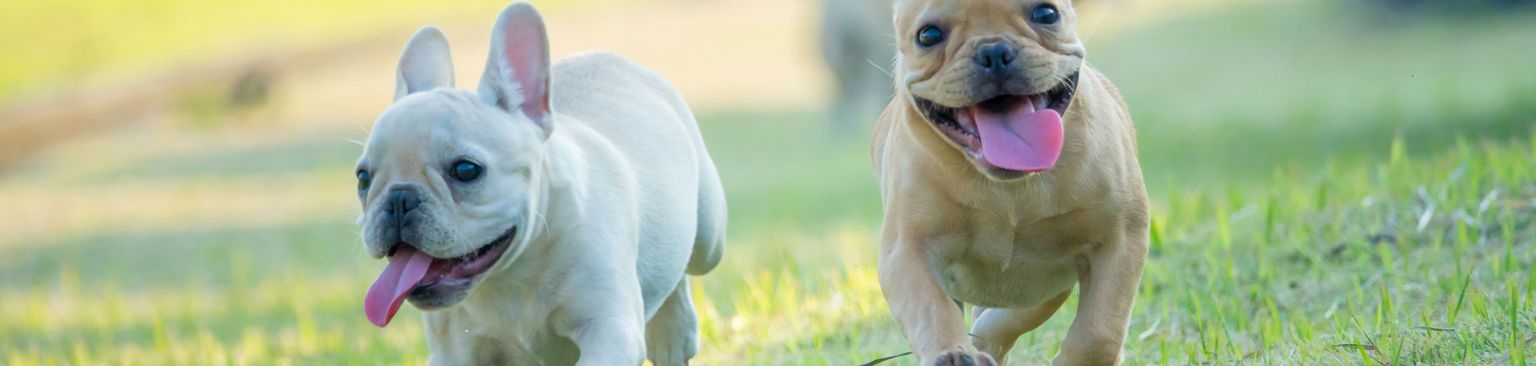 világosbarna francia bulldog fut Kutya, emlős, gerinces, kutyafajta, Canidae, ragadozó, kölyökkutya, francia bulldog világosbarna fut át a réten és nevet, sportcsoport, fű, kezdő kutya, fű, kezdő kutya