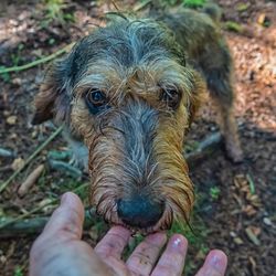 kutya, kutyafélék, kutyafajta, ragadozó, szájkosár, sportcsoport, terrier, griffon nivernais, durva szőrű kutya és emberi kéz