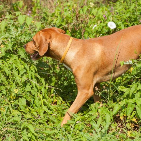 Serbischer Bluthund auf der Jagd im Wald