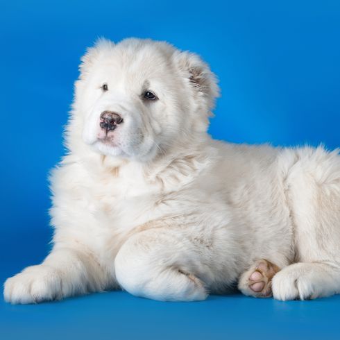 Zentralasiatischer Hirtenhund auf blauem Hintergrund