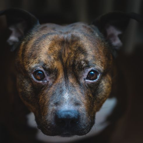 Filmische Aufnahme eines Staffordshire Bullterriers mit geringem Kontrast. Vintage Pitbull Kopf Nahaufnahme mit geringer Schärfentiefe.