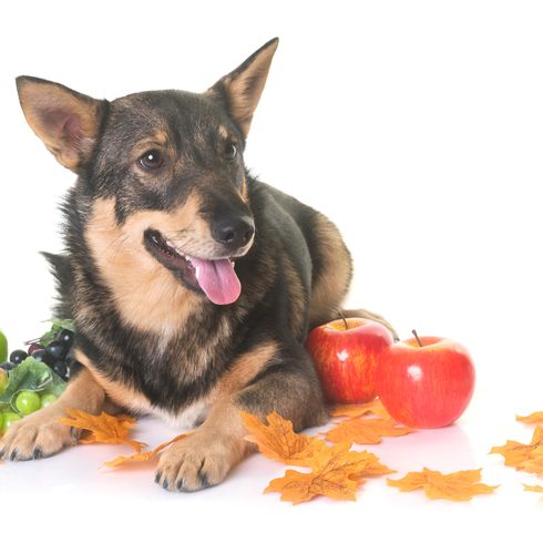 Schwedischer Vallhund vor weißem Hintergrund