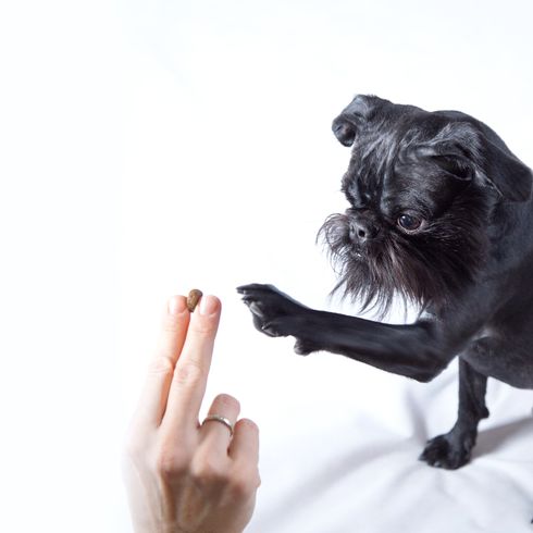 Schwarzer Hund. Der Belgische Griffon nagt an einem Tannenzapfen. Auf weißem Hintergrund.