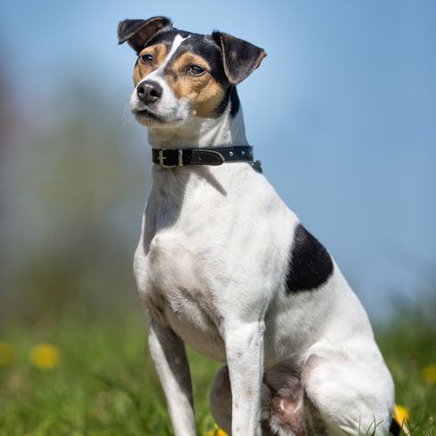 Gesunder Rassehund, der an einem sonnigen Tag draußen in der Natur fotografiert wurde.