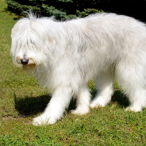 Der Südrussische Schäferhund ist im Park.