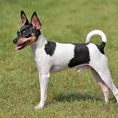 Das typische Porträt eines Toy Fox Terriers im Frühlingsgarten Das typische Porträt eines Toy Fox Terriers im Frühlingsgarten