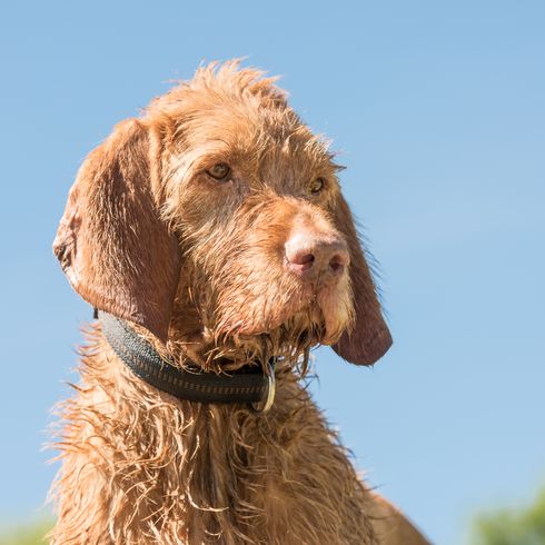 Altes Magyar Vizsla Hundeporträt. Der Hund sitzt und schaut seitwärts gegen den blauen Himmel