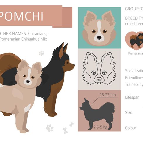 Designer-, Mischlings- und Hybridhunde Sammlung isoliert auf weiß. Clipart-Set im flachen Stil. Vektor-Illustration