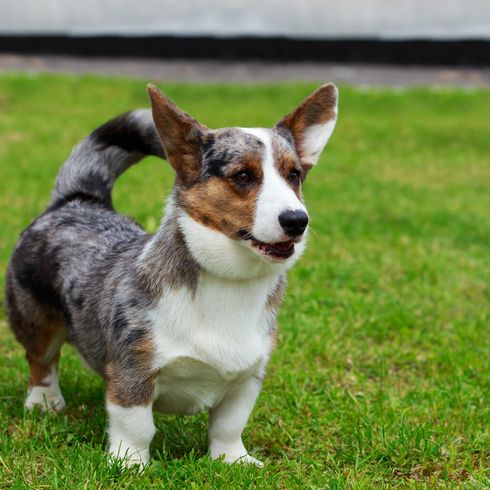 Junger Welpe der Rasse Welsh Corgi Cardigan im Freien