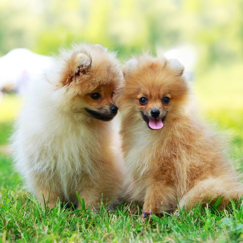 Zwei Hunde der Rasse Miniaturspitz auf grünem Gras
