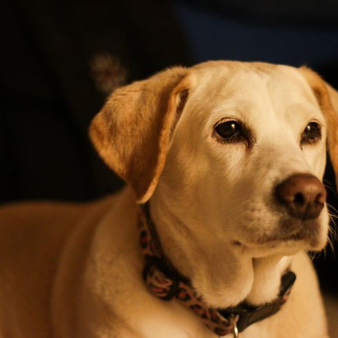 Ein Beagle-Labrador-Mischling, ernster Blick, Nahaufnahme. Eine beliebte Kreuzung aus zwei beliebten Elterntieren, dem Beagle und dem Labrador. Beide Rassen sind für ihr freundliches Wesen bekannt und sind sehr intelligent. Ein Beagle-Labrador-Mischling, ernster Blick, Nahaufnahme. Eine beliebte Kreuzung aus zwei beliebten Elterntieren, dem Beagle und dem Labrador. Beide Rassen sind für ihr freundliches Wesen bekannt und sind sehr intelligent.