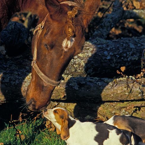 ARTOIS-HUNDE ARTOIS-HUND MIT EINEM PFERD