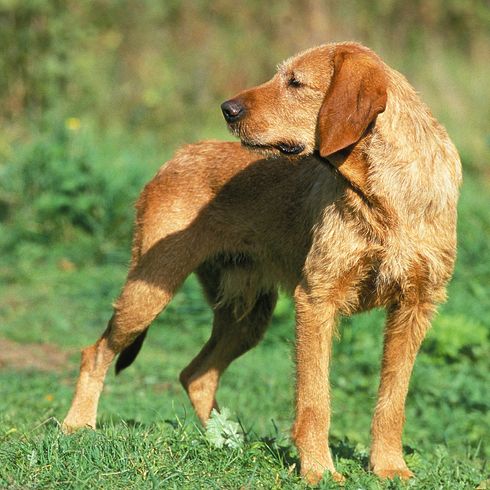 GIFFON FAUVE DE BRETAGNE REHBRAUNER BRETAGNE-GRIFFON ODER GRIFFON FAUVE DE BRETAGNE HUND, ERWACHSEN, STEHEND AUF GRAS