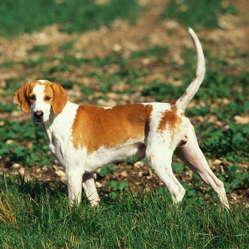 Großer Anglofranzösischer Weißer und Oranger Jagdhund oder Grand Anglo Francais Blanc et Orange, Männchen stehend im Feld