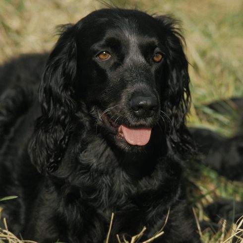Blauer Picardie Spaniel Hund liegt auf Gras Blauer Picardie Spaniel Hund liegt auf Gras