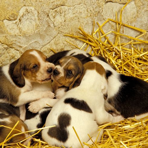 Artois Hound Hund, Welpe stehend auf Stroh Artois Hound Hund, Welpe stehend auf Stroh