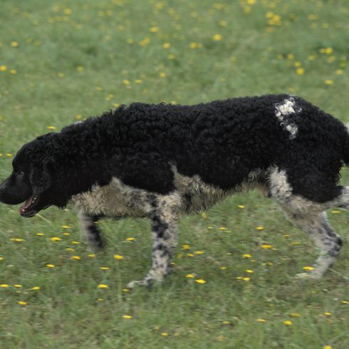 Friesischer Wasserhund stehend auf Gras