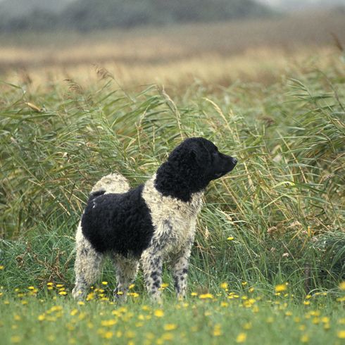 Friesischer Wasserhund in Blumen stehend