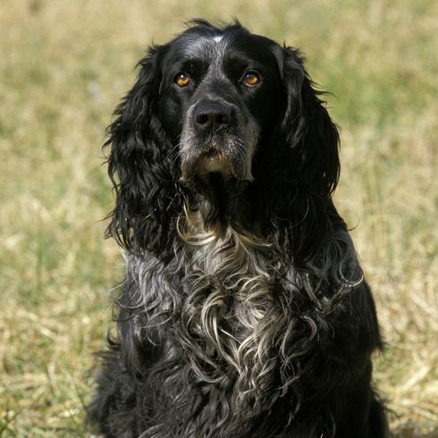 Blauer Picardy Spaniel, Hund stehend auf Gras Blauer Picardy Spaniel, Hund stehend auf Gras