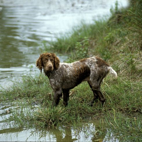 Pont Audemer Spaniel, ein französischer Rassehund