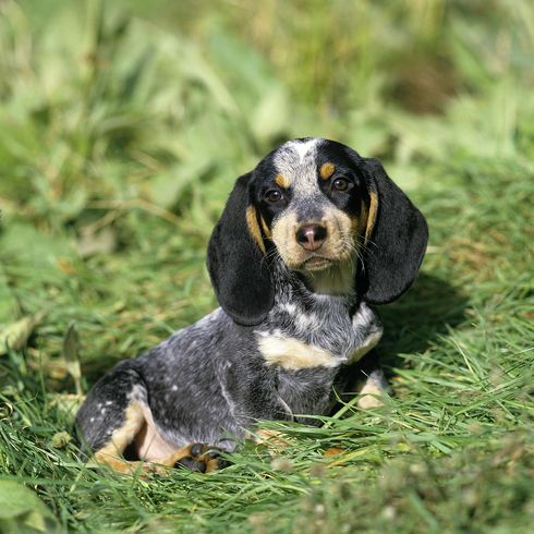 Gascony Blue Basset oder Basset Bleu de Gascogne, Welpe, eine französische Rasse