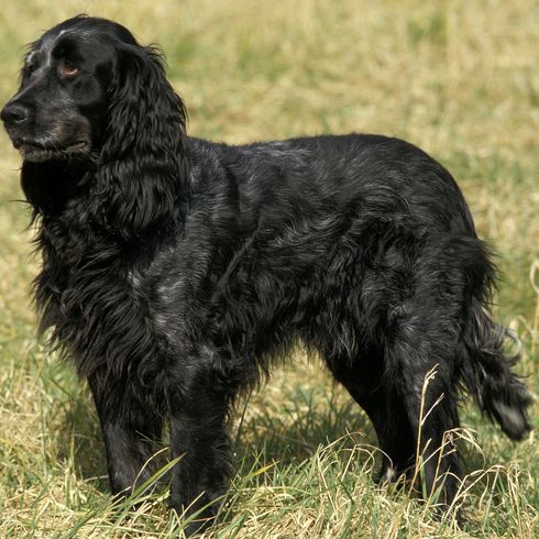Blauer Picardy Spaniel, Hund stehend auf Gras Blauer Picardy Spaniel, Hund stehend auf Gras