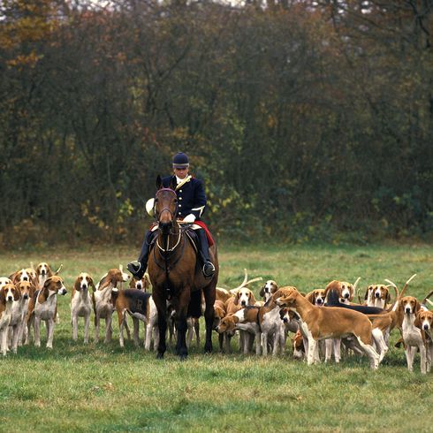 Fuchsjagd mit einem Rudel Poitevin-Hunde und großen anglo-französischen Hunden