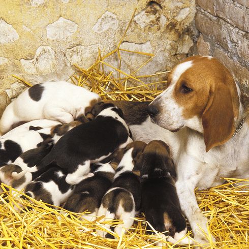 Artois Hound, Mutter und Welpen säugen Artois Hound, Mutter und Welpen säugen