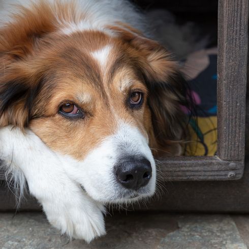 Griechischer Schäferhund ruht sich in der Hundehütte aus. Haustier Nahaufnahme Griechischer Schäferhund ruht sich in der Hundehütte aus. Haustier Nahaufnahme