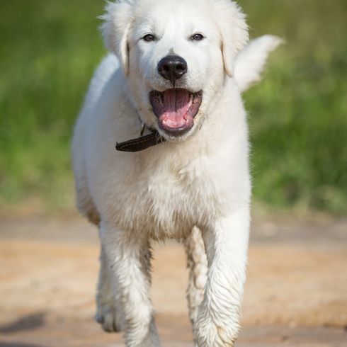 Maremmano Abruzzese Sheepdog Welpe im Freien im Sommer Natur