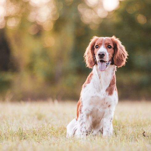 Bezaubernde Welsh Springer Spaniel Hunderasse am Abend.