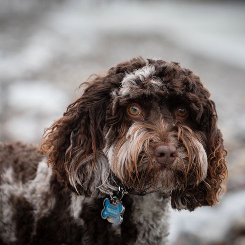Nahaufnahme eines wunderschönen braunen Australian Labradoodle Hundes