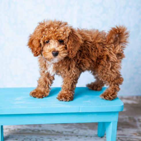 Niedlicher kleiner Bichon Pudel Bichpoo Welpenhund, der auf einer blauen Bank steht und ängstlich schaut