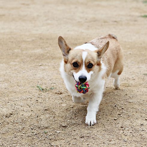 Welpen spielen im Park