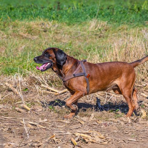 bayerischer Sennenhund auf der Jagd im Freien Bayerischer Sennenhund auf der Jagd im Freien