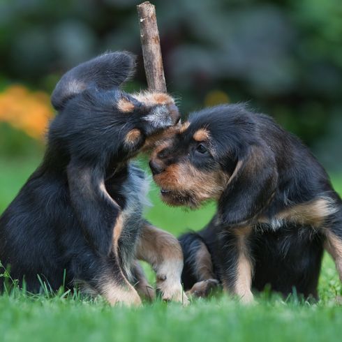 Zwei spielende Otterhound-Welpen