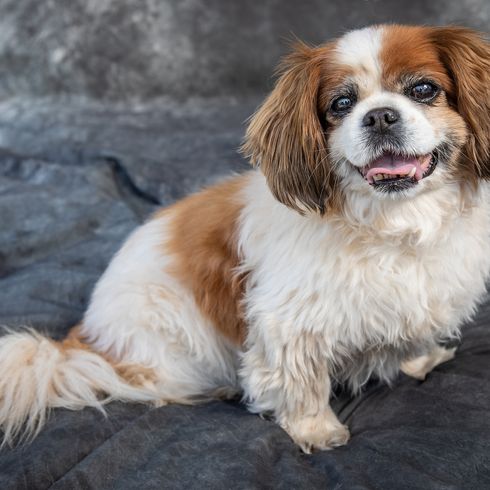 King Charles Spaniel sitzt auf dem Boden in einem Studio mit grauem Hintergrund