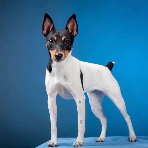 Toy Foxterrier Toy Foxterrier auf blauem Hintergrund