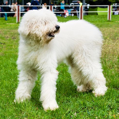 Der Südrussische Schäferhund ist im Park.