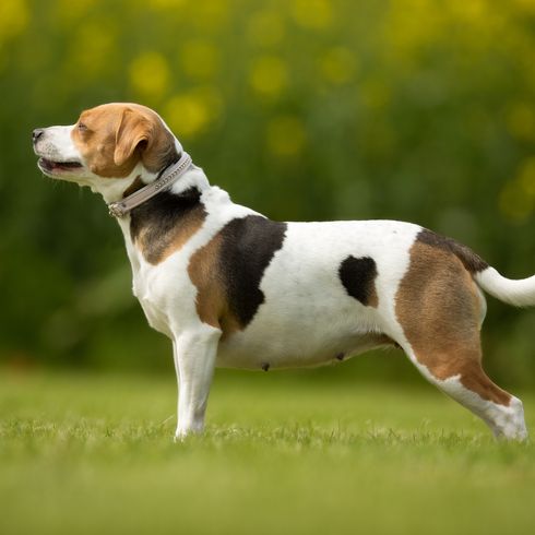 Reinrassiger dänischer schwedischer Hofhund draußen in der Natur auf einer Wiese an einem Sommertag.