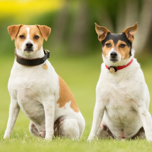 Zwei reinrassige dänische schwedische Hofhunde draußen in der Natur auf einer Wiese an einem Sommertag.