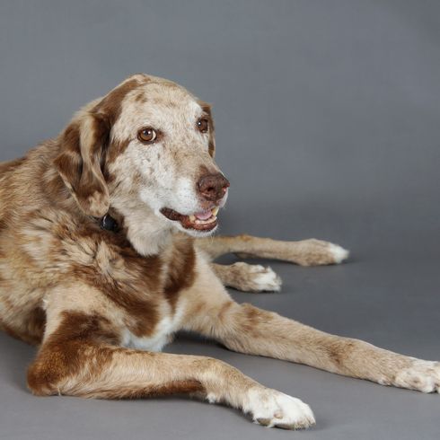 Schöner großer gemischter Labrador und Australian Shepherd Hund im Studio